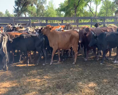 Lote 102 Vacas de invernar en Juan José Castelli, Chaco
