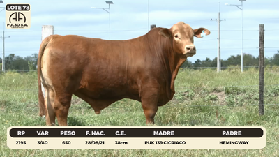 Lote LOTE 78