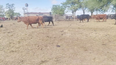 Lote 15 Vacas nuevas C/ gtia de preñez en Cañuelas, Buenos AireS