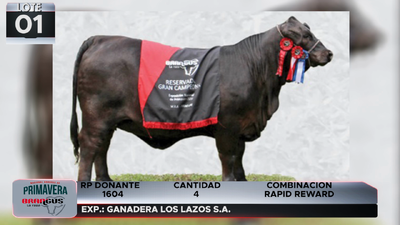 Lote LOTE 1