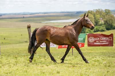 Lote HEREDADA DEL CEIBAL