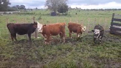 Lote 4 Terneras HEREFORD/ ANGUS 260kg -  en CONCHILLAS