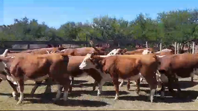 Lote (Vendido)10 Vaquillonas 1 a 2 años HEREFORD 345kg -  en POLANCOS
