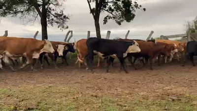 Lote 500 Novillitos