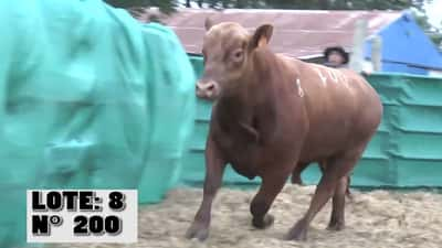 Lote 3 Toros, Durazno