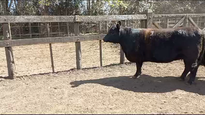 Lote VAQUILLONA PURO DE PEDIGREE PREÑADA