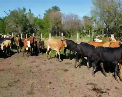 Lote 70 Vaquillonas en Empedrado, Corrientes