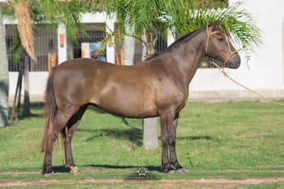 Lote RP 77 - Rotoso