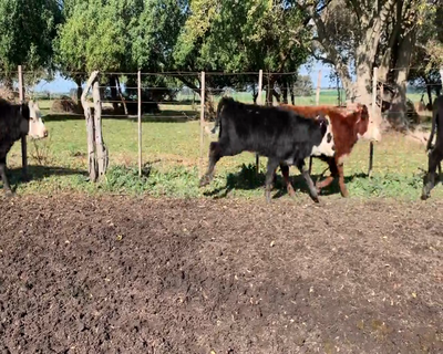 Lote (Vendido)24 Terneras 5 AA,  3 AA X HO,  2 RA,  6 RA X HE,  2 HE,  3 AA X HE,  1 NO,  1 HO,  1 RA X BR 139kg - , Colonia