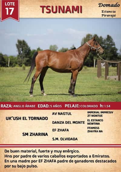 Lote TSUNAMI