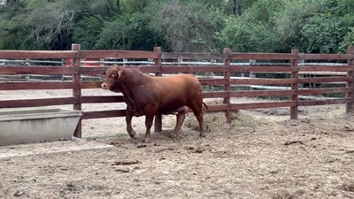 Lote TORO - BRANGUS ROJO