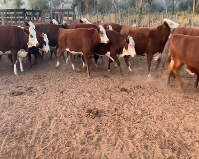Lote 88 Vaquillonas C/ gtia de preñez en Juan José Castelli, Chaco