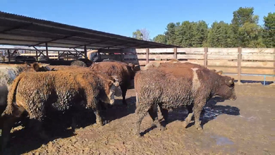 Lote 40 Novillo Gordo en Los Ángeles, VIII Región Biobío