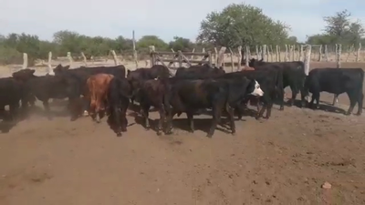 Lote 27 Terneros/as en Villaguay, Entre Ríos