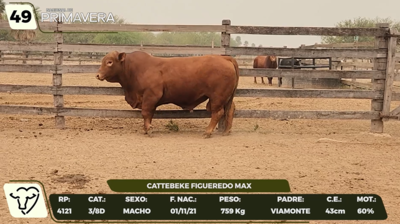 Lote LOTE 49- CAMPO