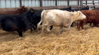 Lote 20 Vaquilla Gorda en Río Bueno, XIV Región Los Ríos