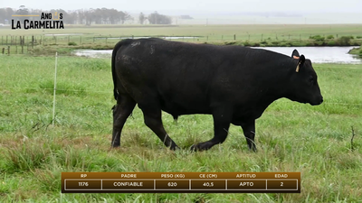 Lote Rp 1176 - Angus La Carmelita