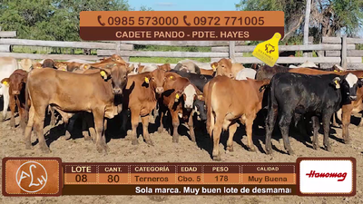 Lote Lote 8