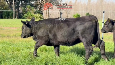 Lote Lote 6
