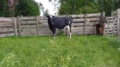 Lote Vaca 570kg -  en COLONIA QUEVEDO