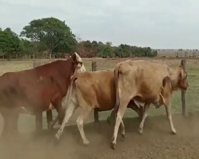 Lote 65 Vacas medio uso C/ gtia de preñez en Berón de Astrada, Corrientes