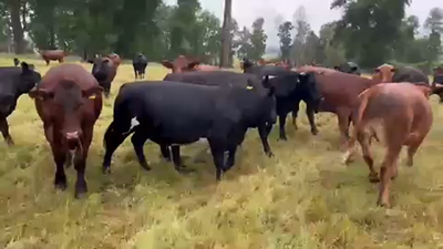 Lote 45 Novillo Gordo en Purranque, X Región Los Lagos