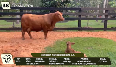 Lote LOTE 38- CAMPO