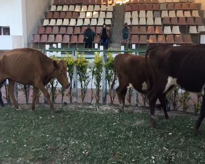 Lote 7 Vacas  en Esquina, Corrientes