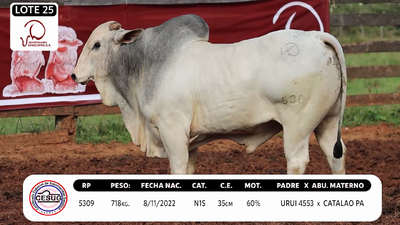 Lote LOTE 25
