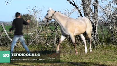 Lote Lote 20
