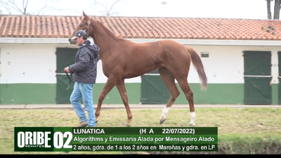 Lote Lote 2