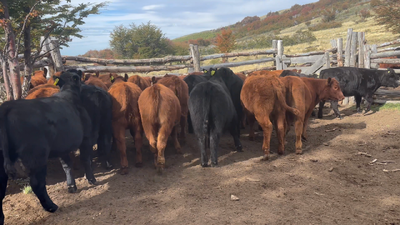 Lote 30 Ternera en Coyhaique, XI Región Aysén