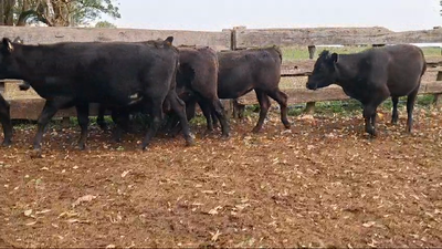 Lote 12 Vientres Preñados 8 AA,  4 AA x HE 378kg -  en BALTASAR BRUM. 5 KM AL NORTE POR CAMINO A GOMENSORO