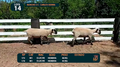 Lote LOTE 14