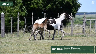 Lote Junco Firmeza