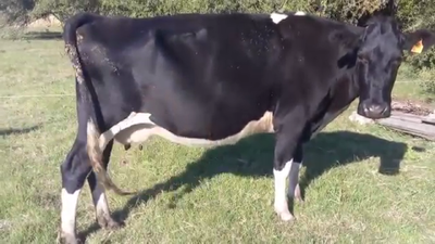 Lote Vaca HOLANDO 500kg - , San José