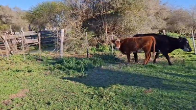 Lote Lote 10