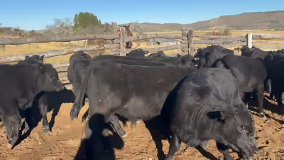 Lote 19 Ternero en Coyhaique, XI Región Aysén