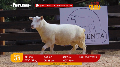Lote Lote 31