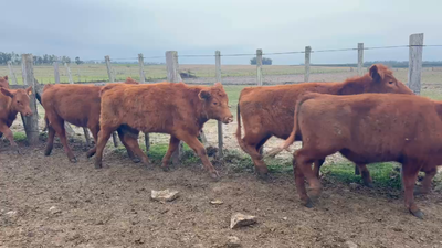 Lote 57 Novillos 1 a 2 años en Tres Cerros, Artigas