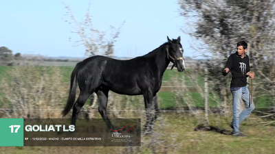 Lote Lote 17
