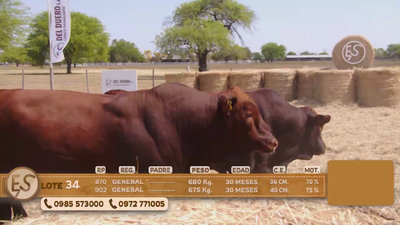 Lote Toro