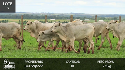 Lote LOTE 7