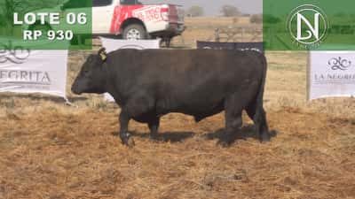 Lote TORO PC ANGUS NEGRO - RP 930