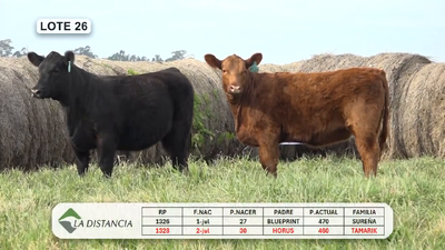 Lote HEMBRAS PEDIGREE