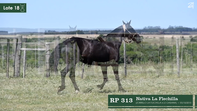 Lote Nativa La Flechilla