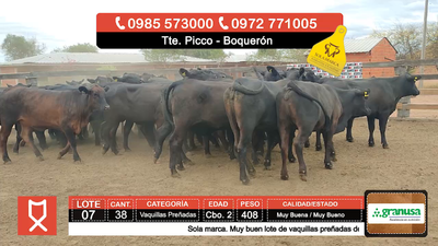 Lote (Vendido)38 Vaquillas Preñadas  408kg - , Boquerón