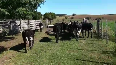 Lote 8 Terneros y Terneras 190kg - , San José