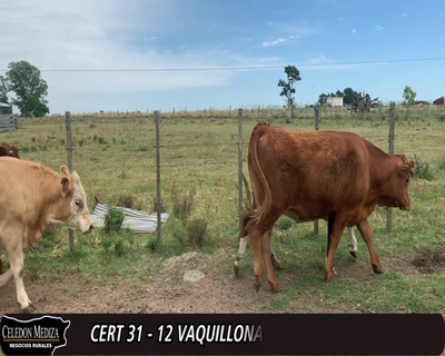Lote 12 Vaquillonas 1 a 2 años 5LI,  3AA, 1AAxHE, 1CHxHE, 1HE, 1RAxHE 330kg -  en EST. LAS FLORES - PIEDRA CHATA A 14 KM DE CARDONA