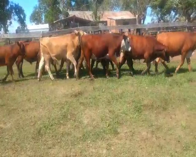 Lote 110 Novillos en Virasoro, Corrientes